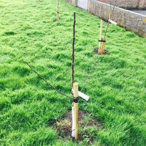 Small trees planted