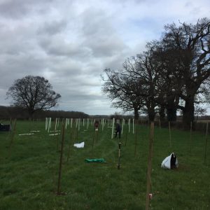 Removals Brighton tree planting